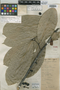 Unonopsis schippii R. E. Fr., British Honduras [Belize], W. A. Schipp 1203, Isotype, F