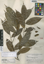 Xylopia xylantha R. E. Fr., BRAZIL, B. A. Krukoff 8750, Isotype, F