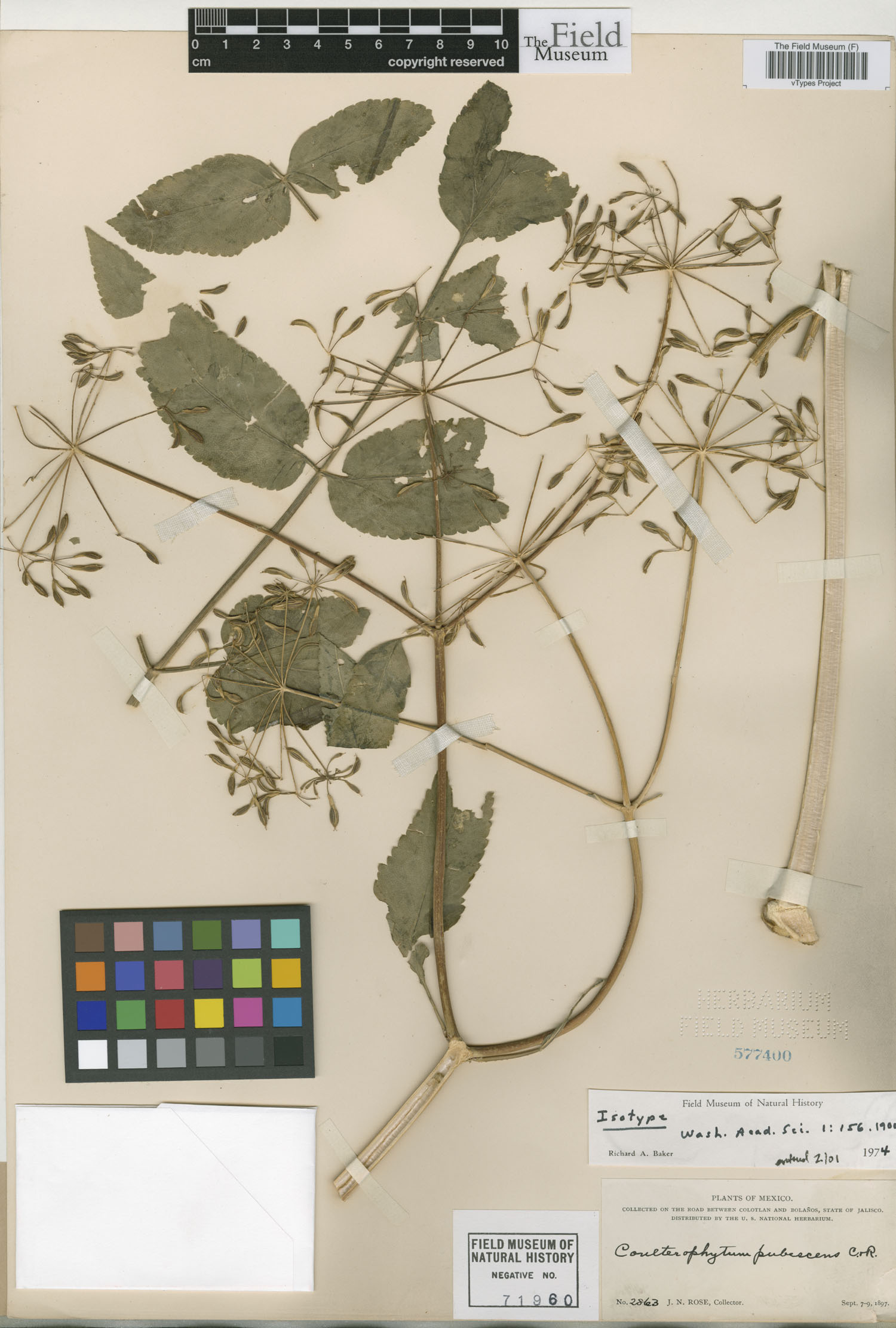 Coulterophytum pubescens image