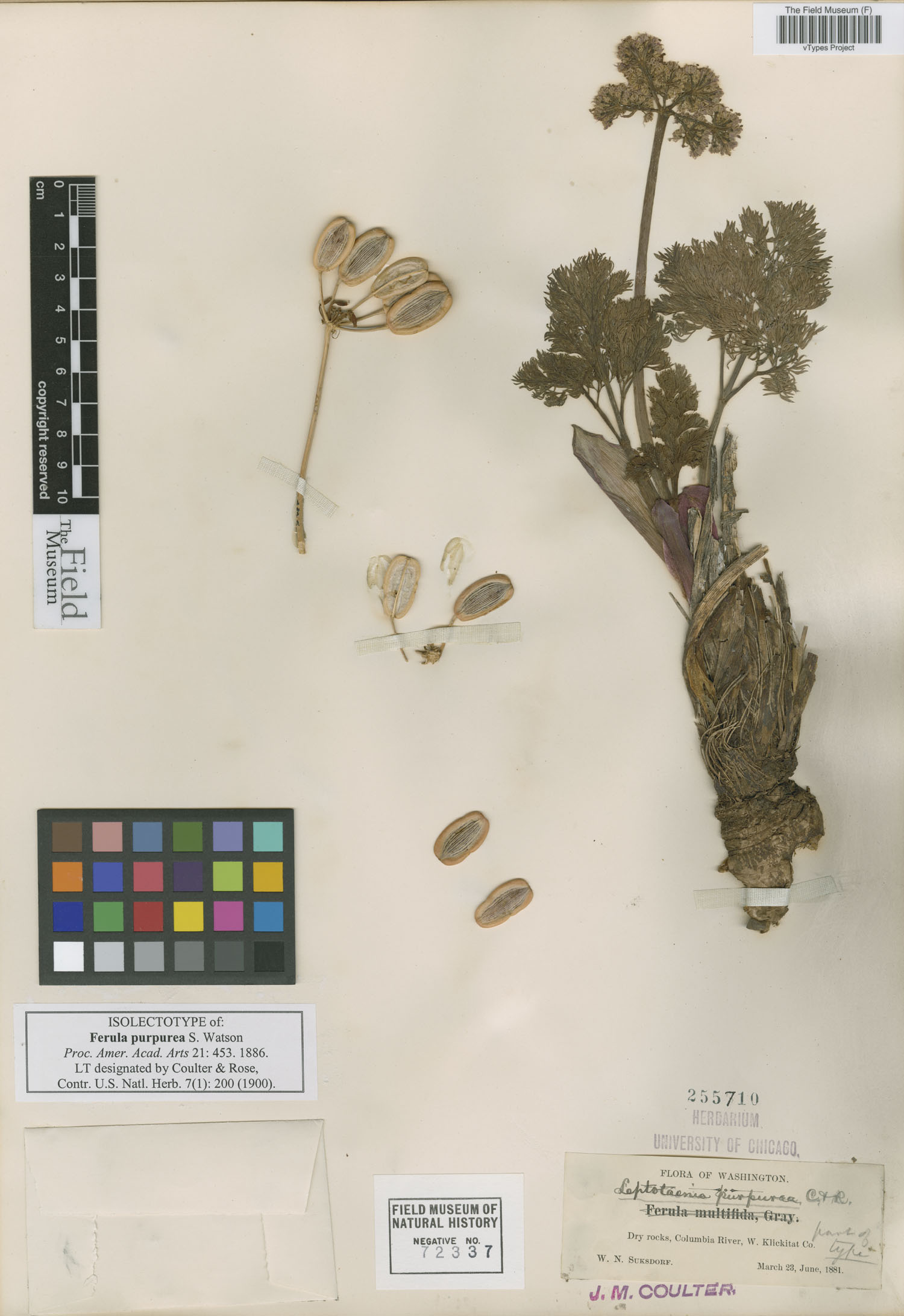 Leptotaenia purpurea image