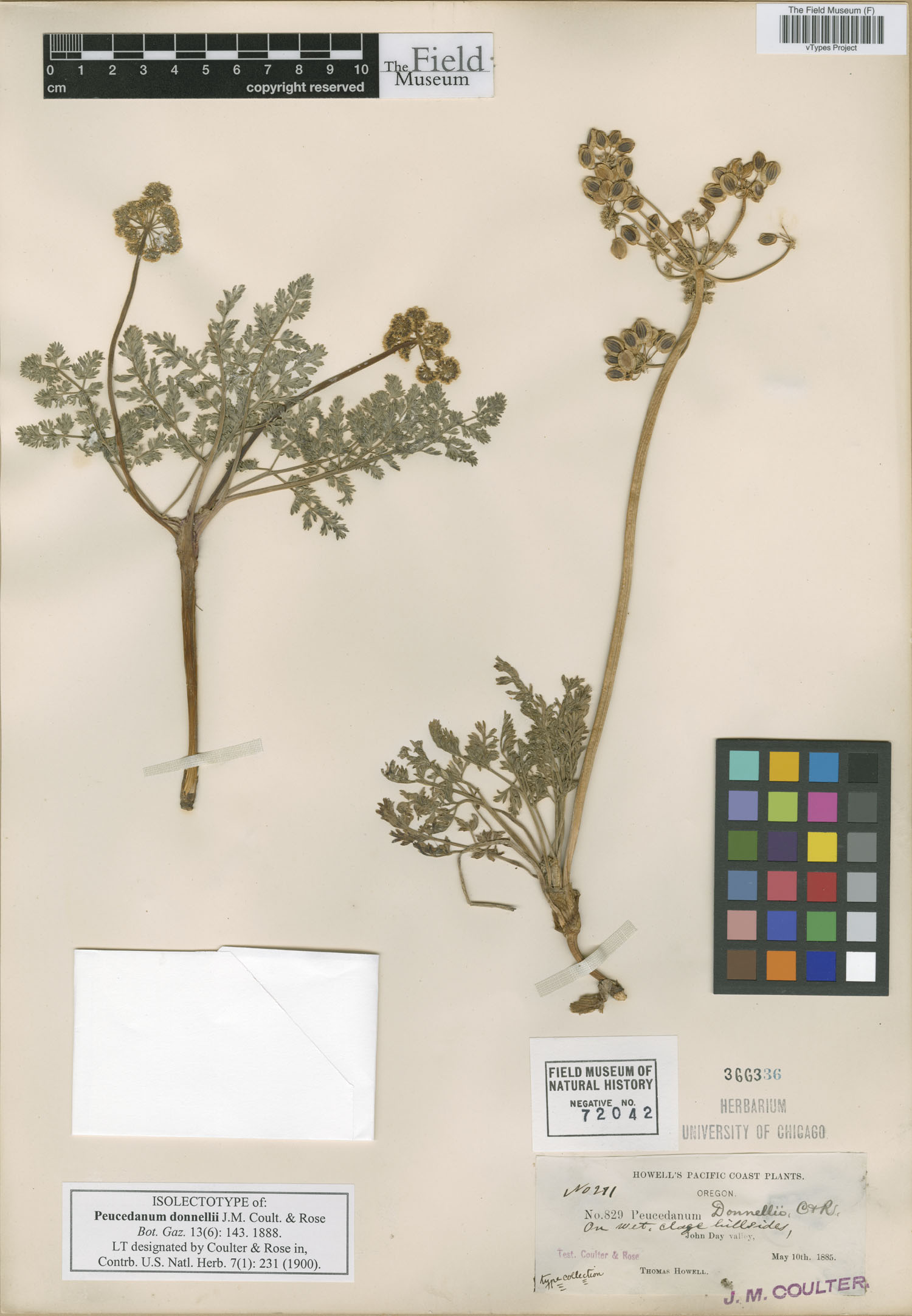 Cogswellia donnellii image