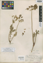 Cogswellia donnellii image