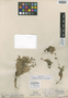 Cogswellia oregana image
