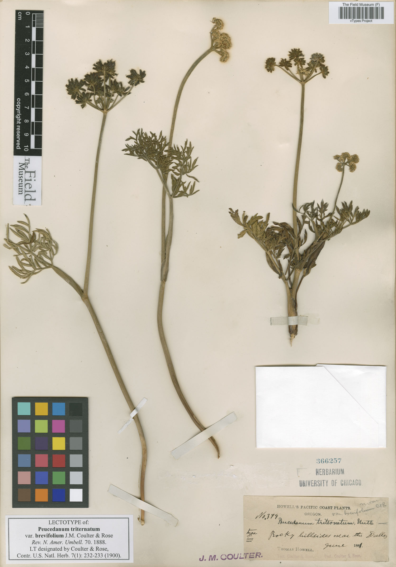 Lomatium triternatum var. brevifolium image