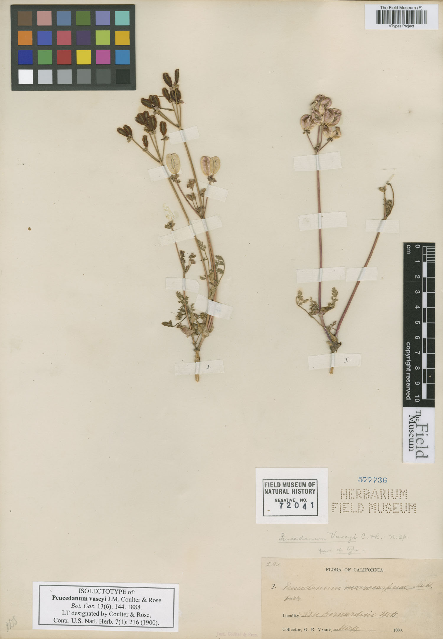 Cogswellia vaseyi image