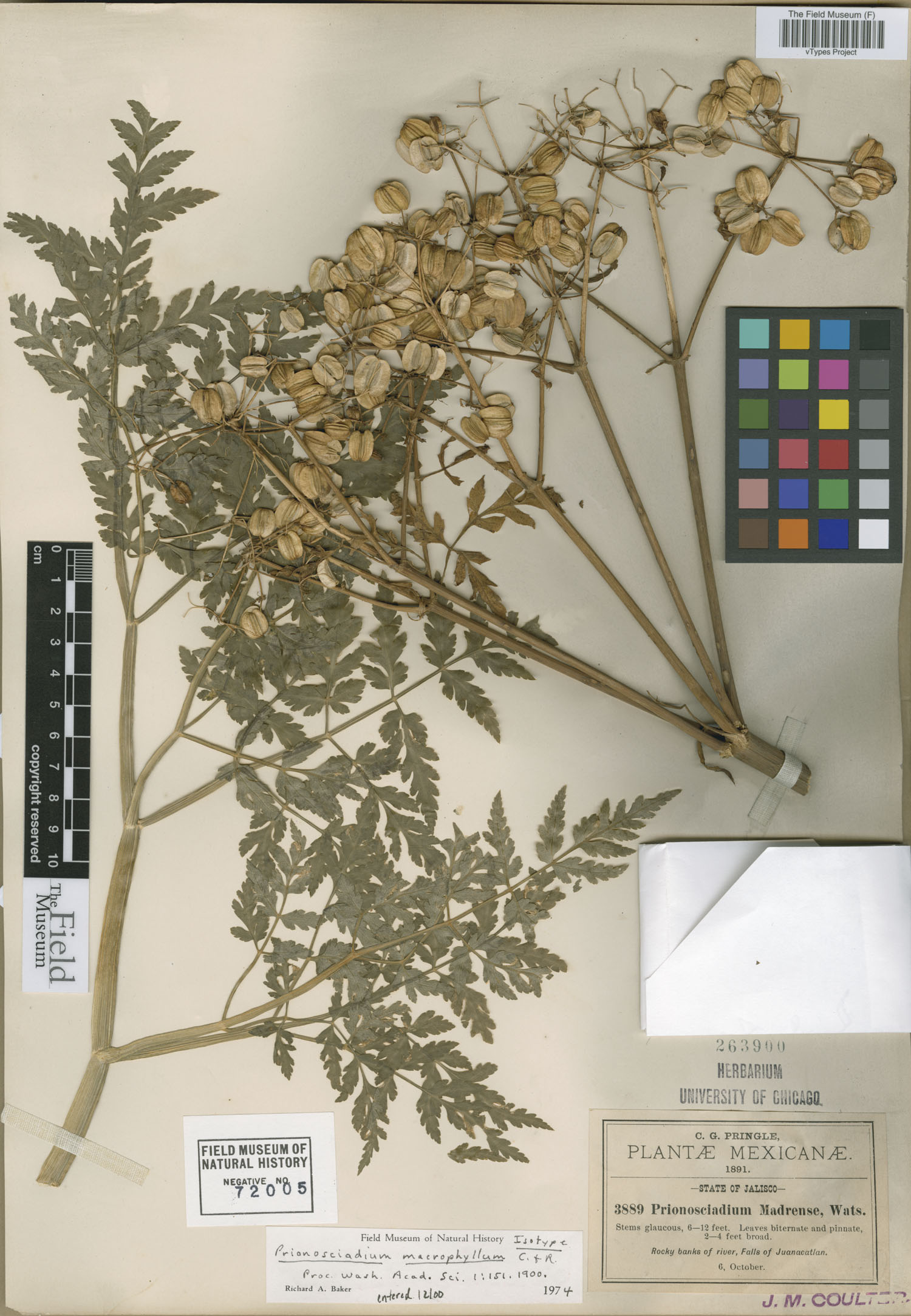 Prionosciadium macrophyllum image