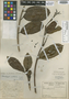 Allomarkgrafia plumeriiflora image