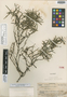 Alyxia linearifolia A. C. Sm., FIJI, O. Degener 15396, Isotype, F