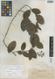 Carruthersia laevis Elmer, Philippines, A. D. E. Elmer 12837, Isotype, F