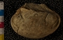 P8839_fossil