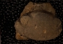 P10545_fossil