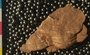 PE6328_fossil2