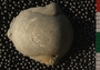 UC4658_fossil