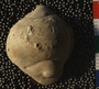 UC4658_fossil2