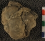UC21900_fossil