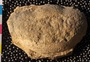 UC33621_fossil