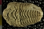 P5042_fossil