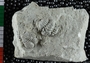 P5473_fossil