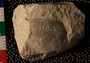 P5552_fossil