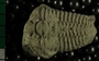 P5606_fossil