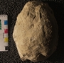 P8838_fossil