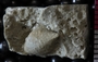P8926_fossil