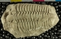 PE52417_fossil