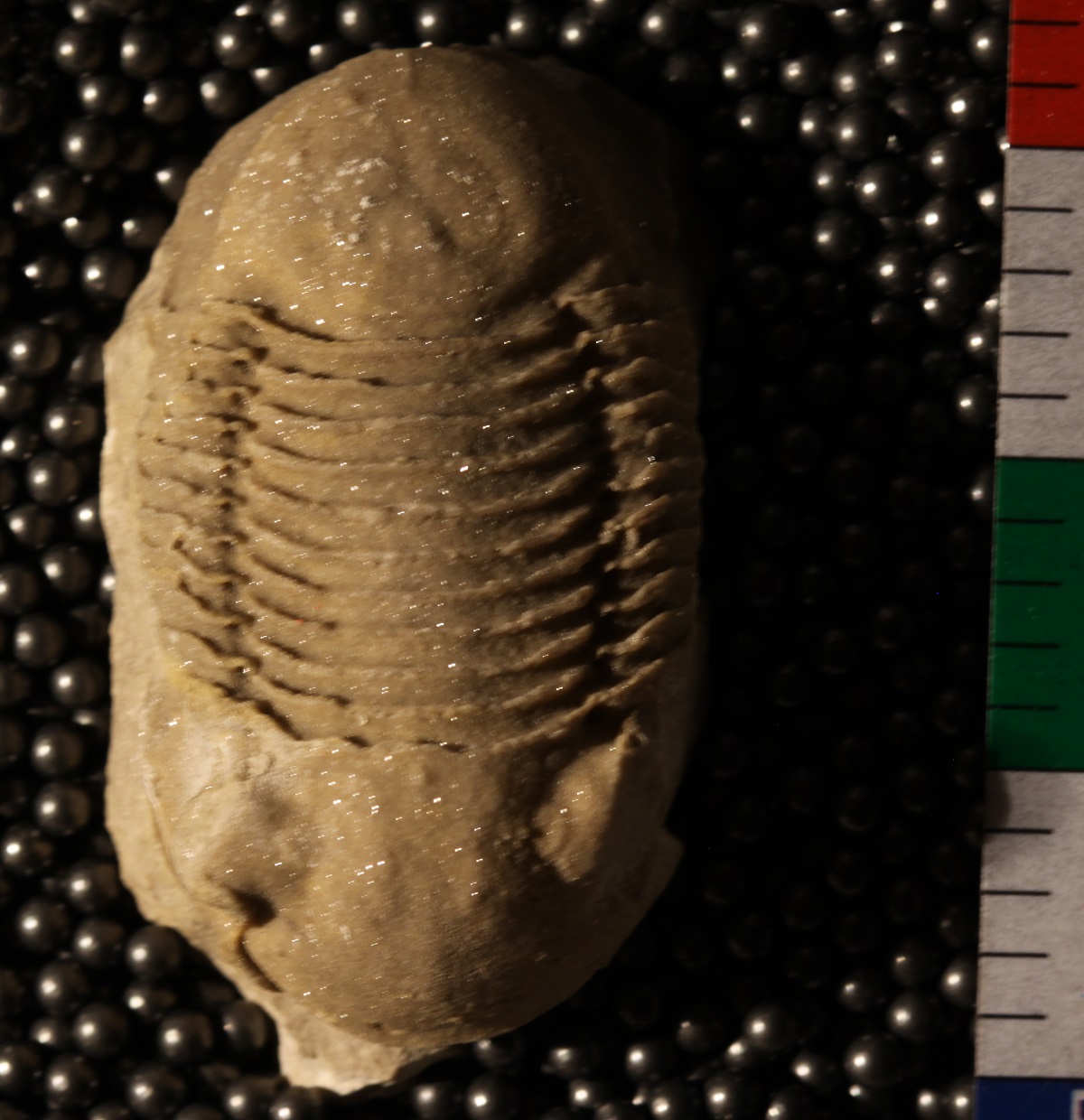 PE52418 fossil