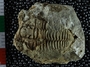 UC22108_fossil