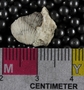 P8488 fossil