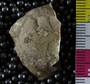 UC33618_fossil