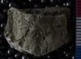 UC35590_fossil