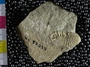 UC57339_fossil