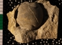 UC60588_fossil
