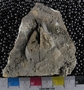 PE4304_fossil