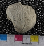 PE4306_fossil