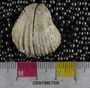PE4308_fossil