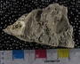 PE4328_fossil