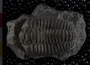 PE52474_fossil