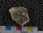 PE61128_fossil