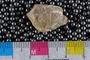 PE61150_fossil