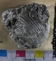 PE61153_fossil