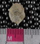 PE61241_fossil