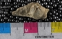 PE61242 fossil