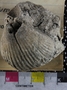 UC7365_fossil2