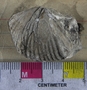 UC7365_fossil3