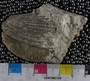 UC7365_fossil4