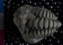 PE61162 fossil
