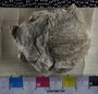 UC7365_fossil
