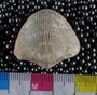 UC8061_fossil